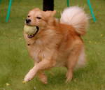 Finnish Spitz with a ball