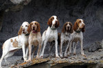 Five Bracco Italiano dogs