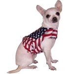 Flag day Chihuahua