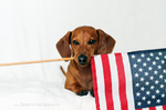 Flag day Dachshund portrait