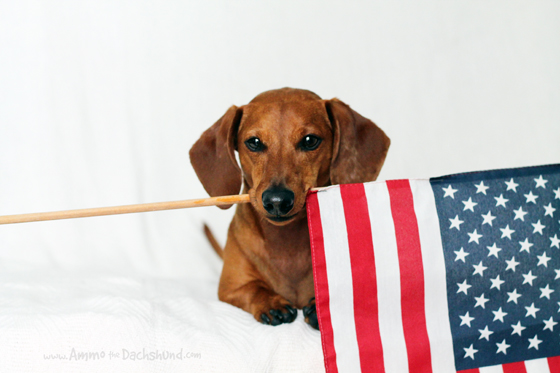 Flag day Dachshund portrait фото