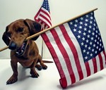 Flag day Dachshund