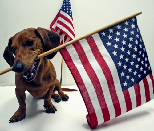 Flag day Dachshund фото