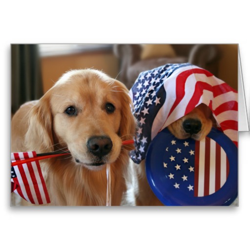 Flag Day Golden Retriever dogs фото