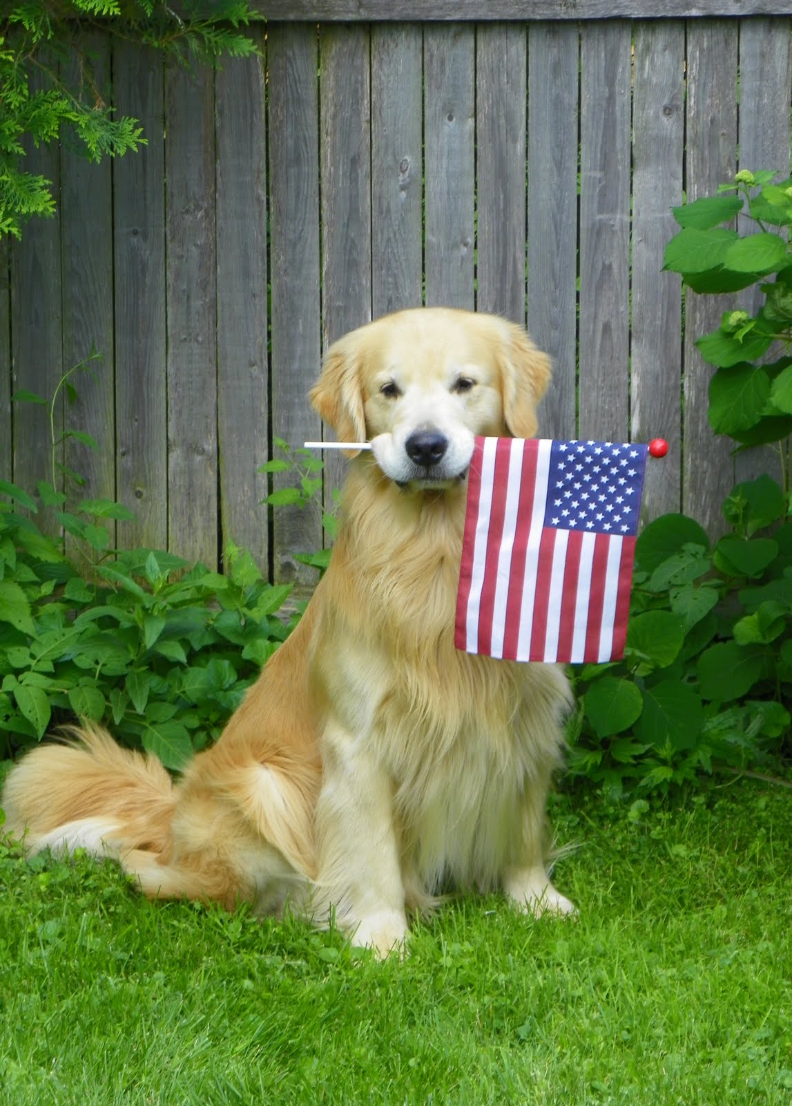 Flag Day Golden Retriever near the fence фото