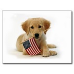 Flag Day Golden Retriever puppy