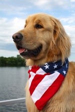 Flag Day Golden Retriever 