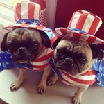 Flag Day Pug dogs