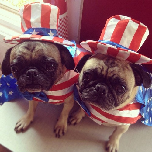 Flag Day Pug dogs фото