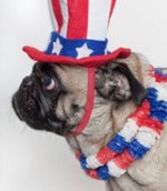 Flag Day Pug side view