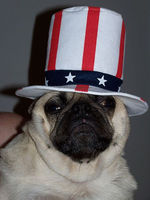 Flag Day Pug 