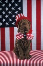 Flag Day Shar Pei 