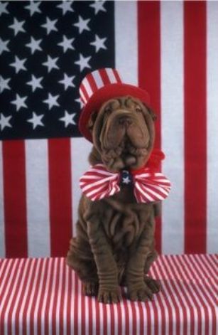 Flag Day Shar Pei  фото