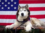 Flag Day Siberian Husky