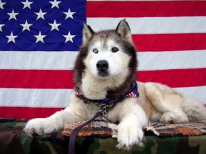 Flag Day Siberian Husky фото