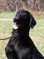 Flat-Coated Retriever dog face