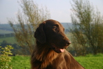 Flat-Coated Retriever dog in nature