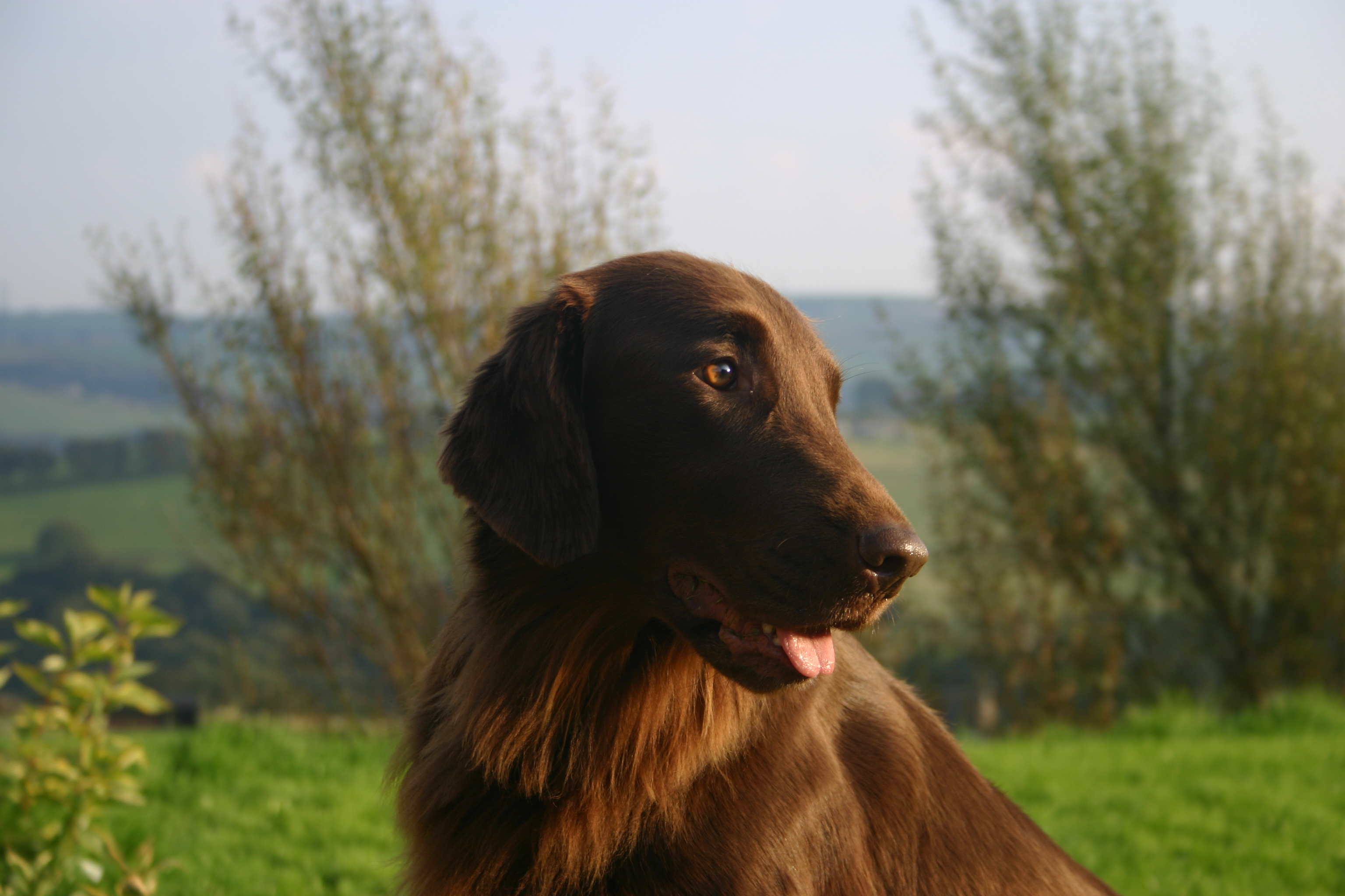 Flat-Coated Retriever dog in nature wallpaper