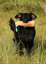 Flat-Coated Retriever dog  in the field