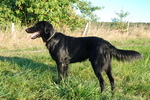 Flat-Coated Retriever dog side view