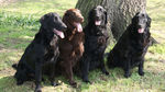 Flat-Coated Retriever dogs