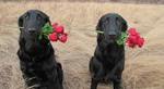 Flat-Coated Retriever dogs with roses