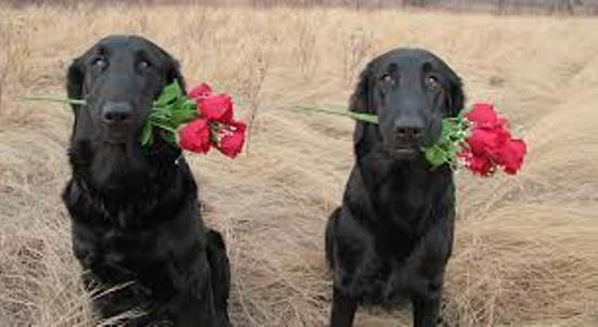 Flat-Coated Retriever dogs with roses фото