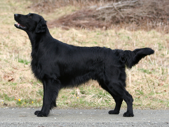 Flat-Coated Retriever wallpaper