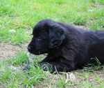 Flat-Coated Retriever puppy