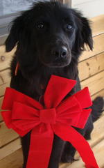 Flat-Coated Retriever with a red bow