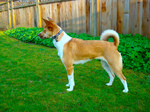 Formosan Mountain Dog in the grass