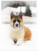 Fotoportret of American Akita