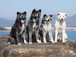 Four Akita Inu dogs