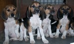 Four Beagle-Harrier dogs