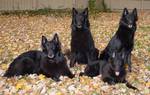 Four beautiful Belgian Shepherd Dogs (Groenendael)