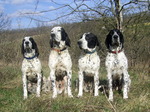 Four Braque d'Auvergne dogs