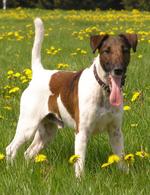 Fox Terrier (Smooth) dog in flowers