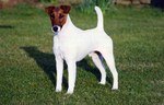 Fox Terrier (Smooth) dog in the grass