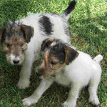 Fox Terrier,Wire puppies