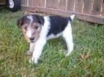 Fox Terrier,Wire puppy in the grass