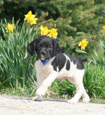 French Brittany dog and flowers