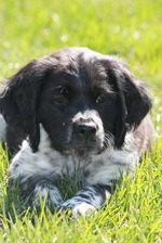 French Brittany dog face