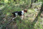 French Brittany dog for a walk