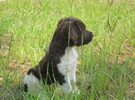 French Brittany dog in the grass