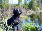 French Brittany dog near water