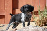 French Brittany dog on the mountain