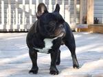 French Bulldog dog for a walk