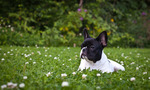 French Bulldog dog on the lawn