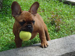 French Bulldog dogs in the grass