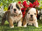 French Bulldog dogs near flowers